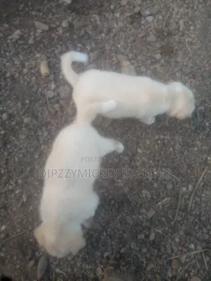 1-3 months Female Purebred Akita