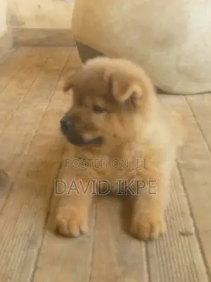 1-3 months Male Purebred Chow Chow
