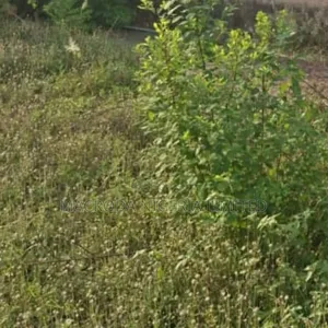 A Well Partitioned Land Available