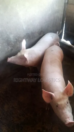 Pure Large White Pigs – Growers Adults