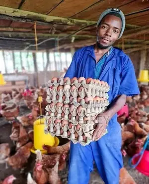Chicken,Goats,Eggs