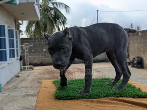 1-3 months Female Purebred Cane Corso