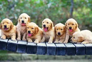 1-3 months Female Purebred Golden Retriever