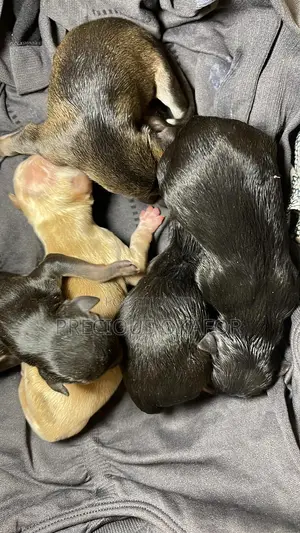 0-1 month Male Mixed Breed Mongrel (No Breed)