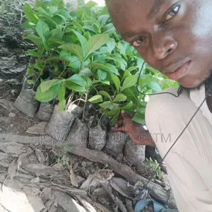 Best Teak / Gedu Tree Seedlings