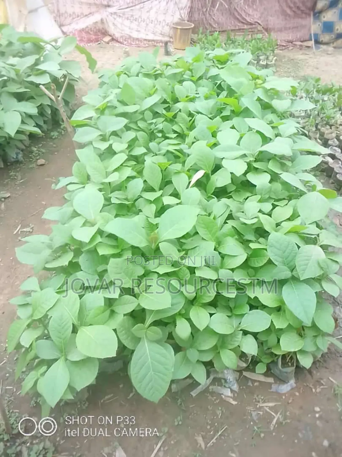 Best Teak / Gedu Tree Seedlings
