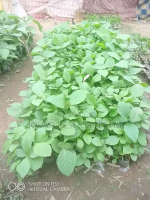 Best Teak / Gedu Tree Seedlings