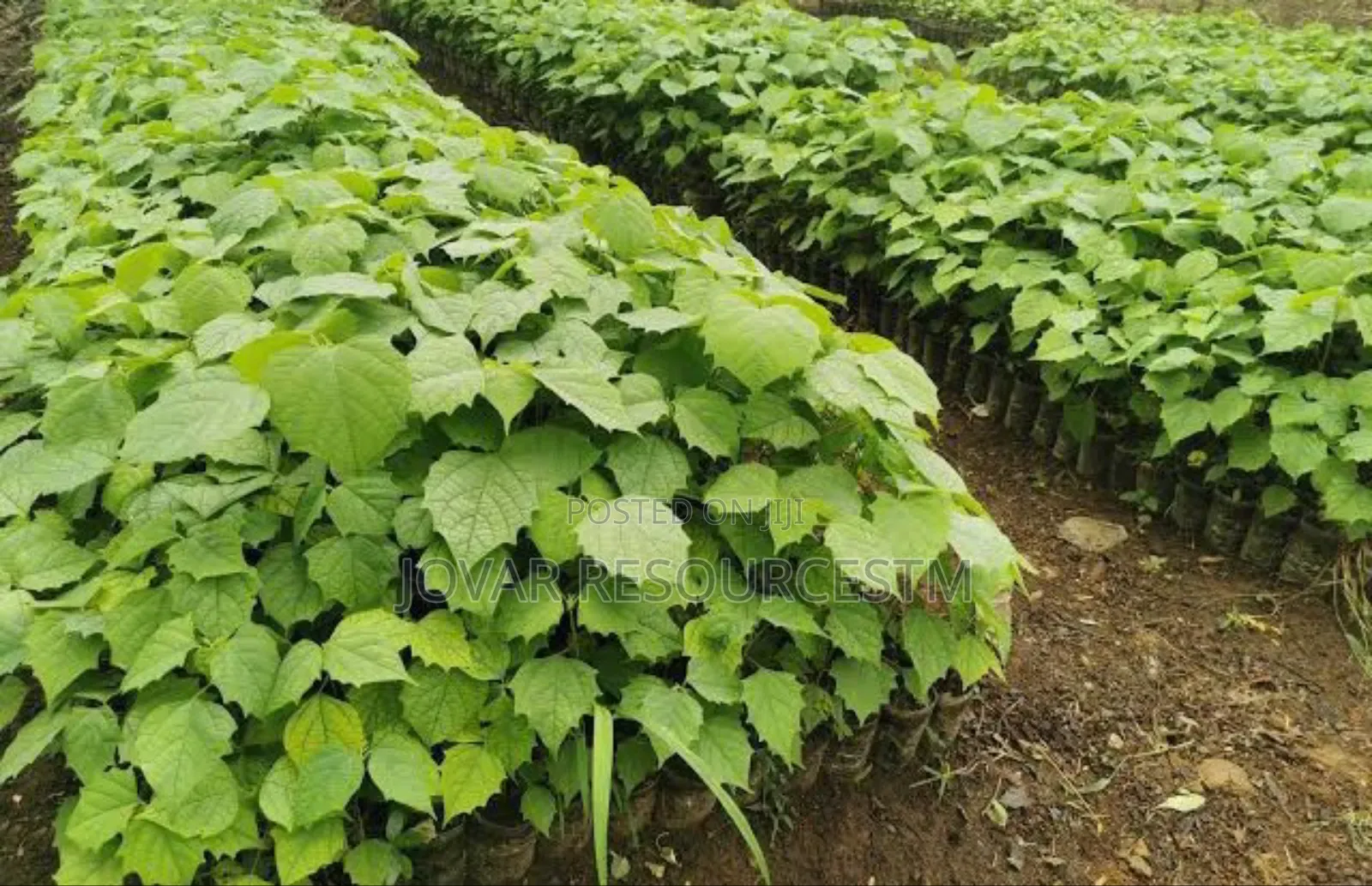 Best Teak / Gedu Tree Seedlings