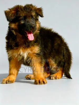 1-3 months Female Purebred German Shepherd