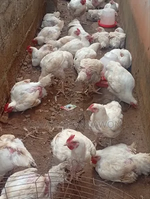 Farm Manager