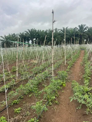 Farm Manager