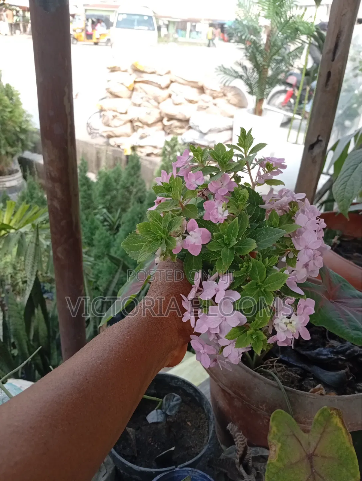 Indoor Plants