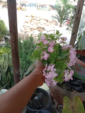 Indoor Plants