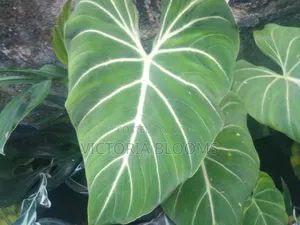 Indoor Plants