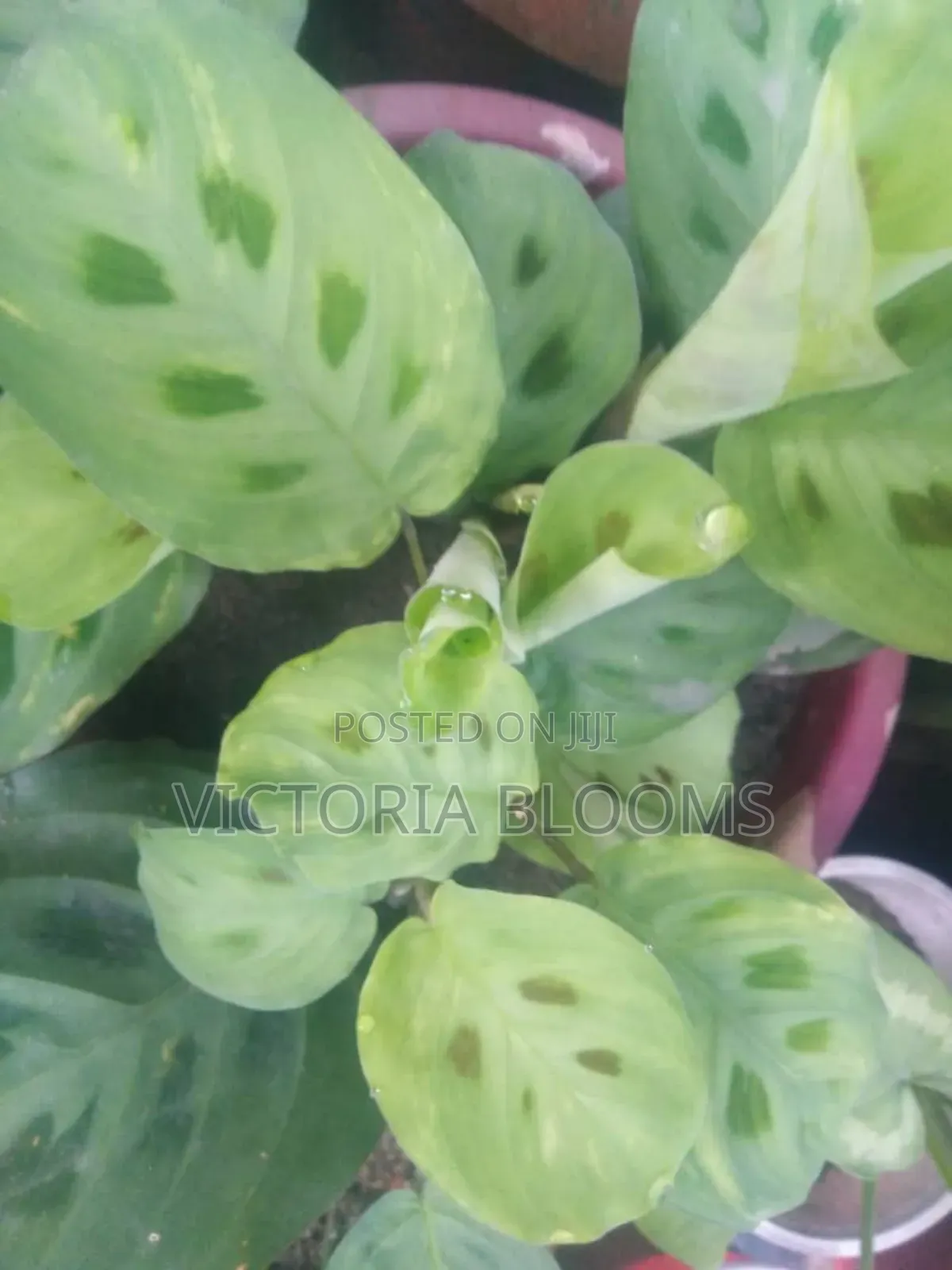 Indoor Plants