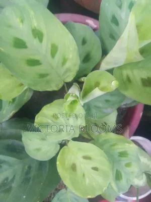 Indoor Plants