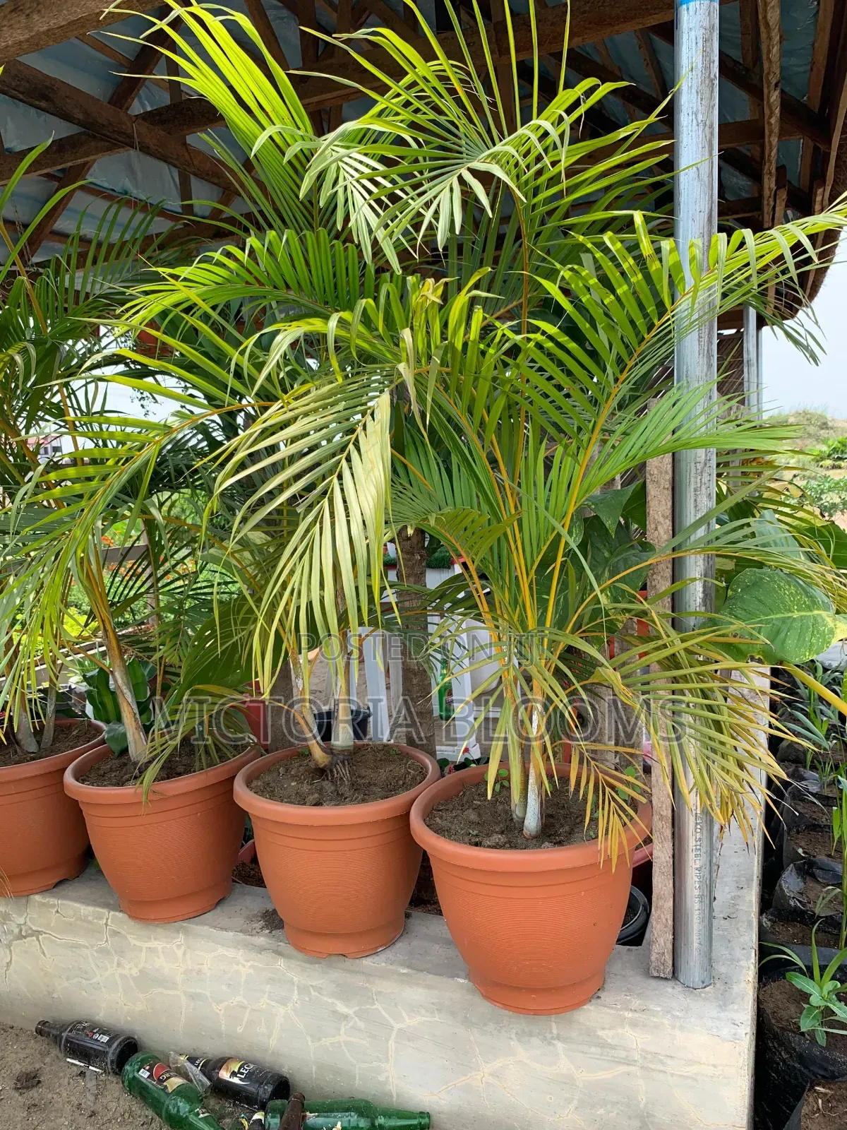 Indoor Plants