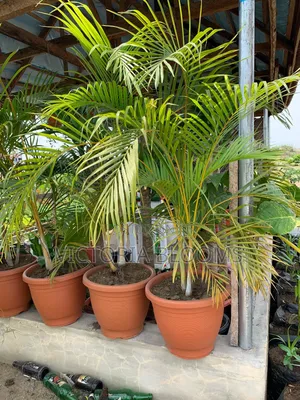 Indoor Plants