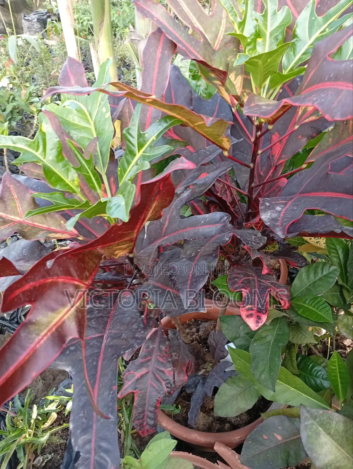 Indoor Plants