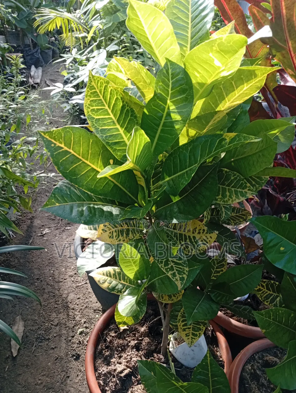 Indoor Plants
