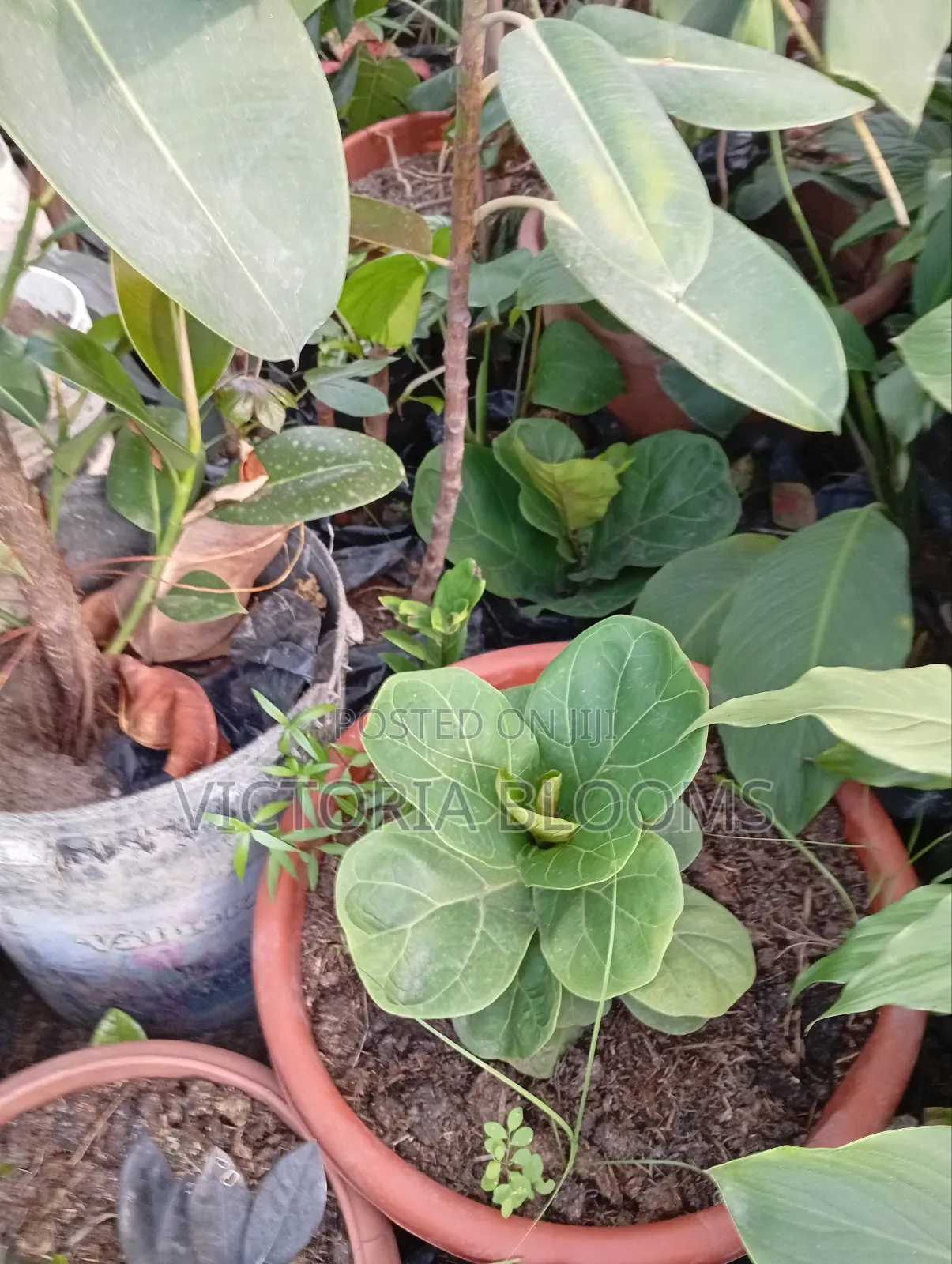 Indoor Plants