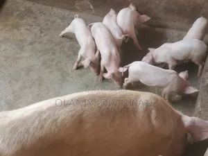 Olanike Hero Farm