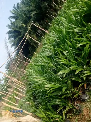 Patronize Us With Our Good and Hybrid Tenera Seedlings