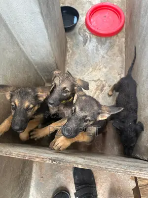 1-3 months Female Purebred German Shepherd