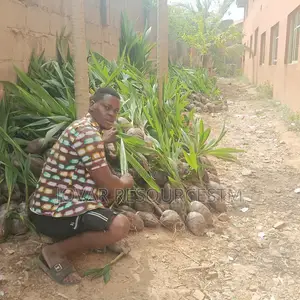 Best Dwarf, Hybrid, Ghana Jumbo Coconut Seedling (Or Seeds)