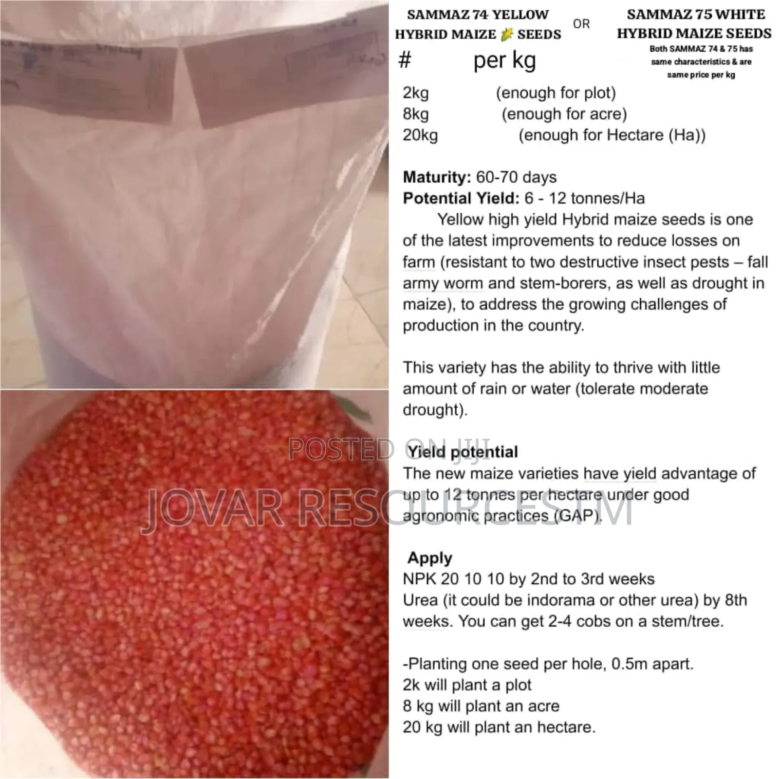 Best Improved Maize Seeds Higher Yield Breeds