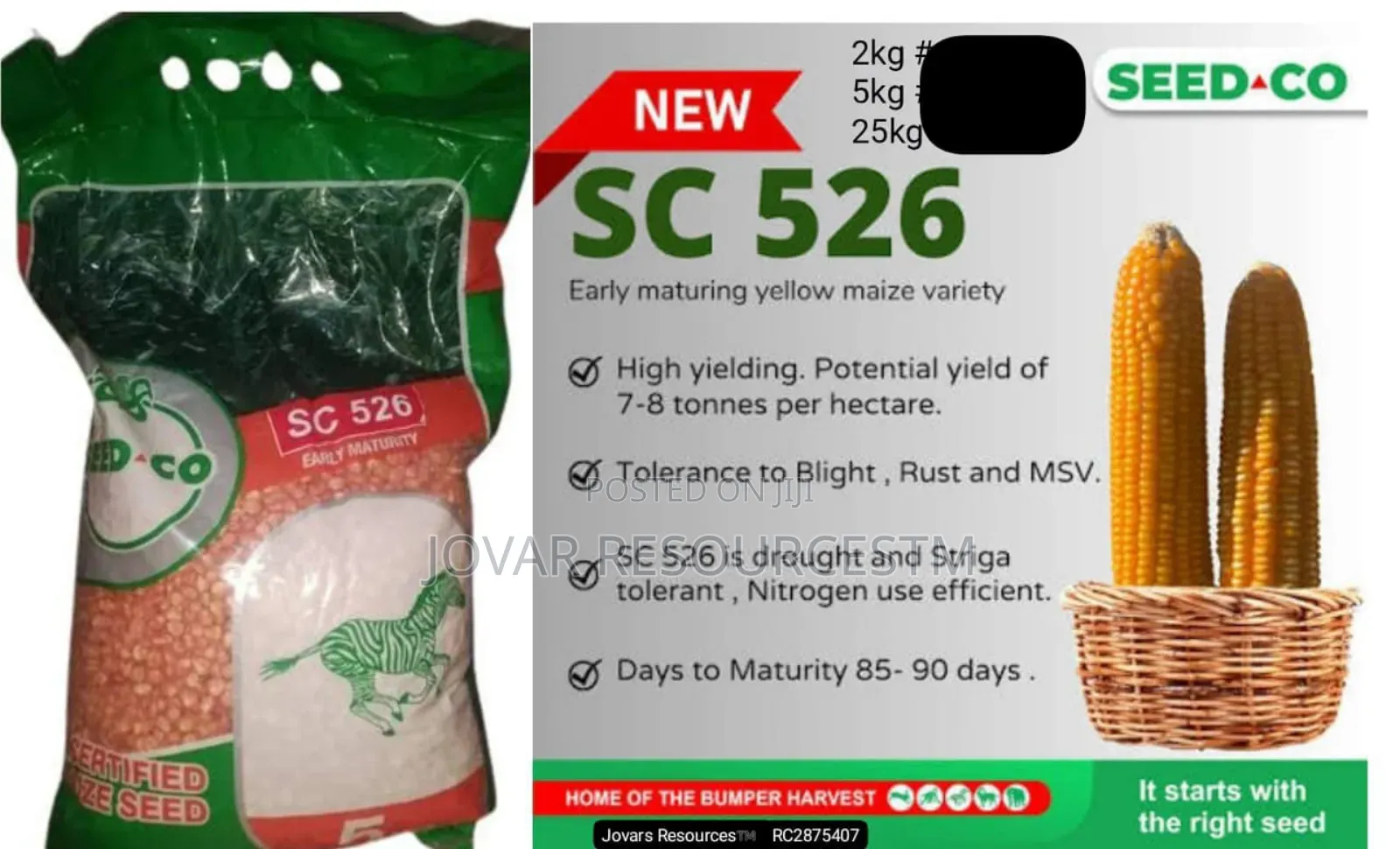 Best Improved Maize Seeds Higher Yield Breeds