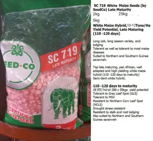 Best Improved Maize Seeds Higher Yield Breeds