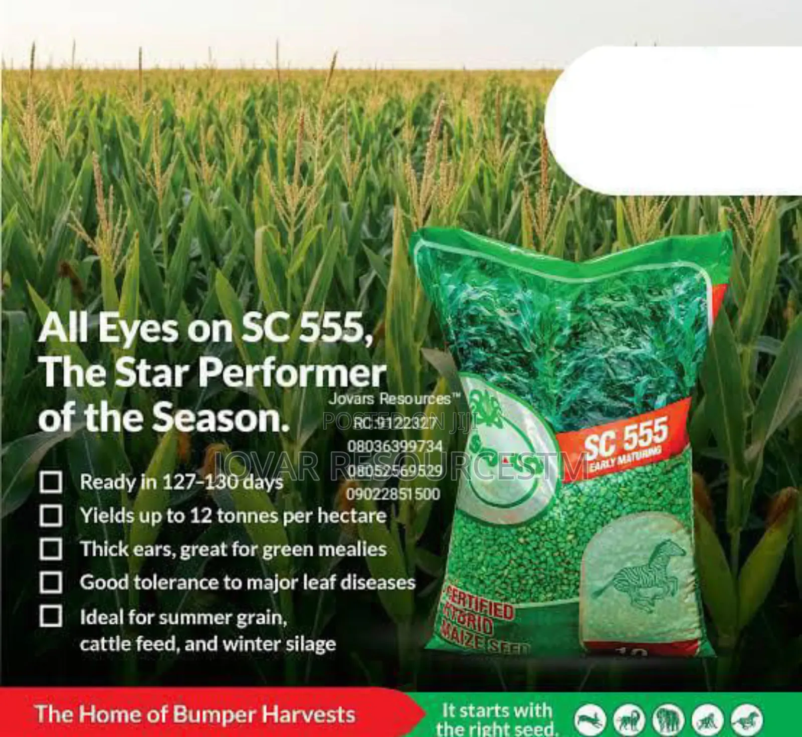 Best Improved Maize Seeds Higher Yield Breeds