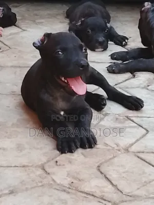 1-3 months Male Purebred American Pit Bull Terrier