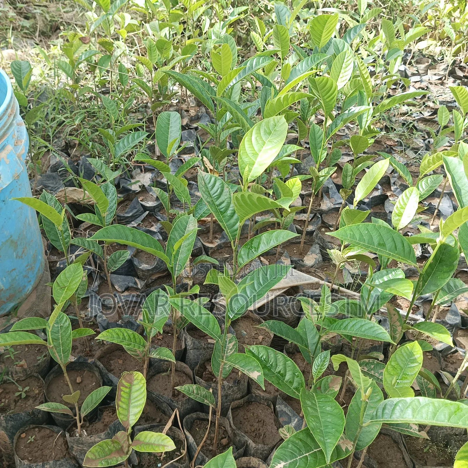 Best Breadfruit/ Bread Nut Yam Type, Jackfruit Ukwa Seedling