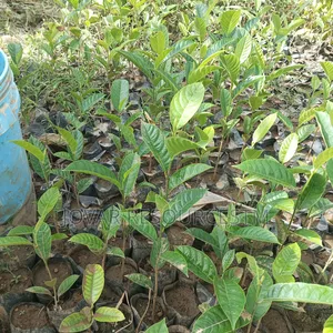 Best Breadfruit/ Bread Nut Yam Type, Jackfruit Ukwa Seedling