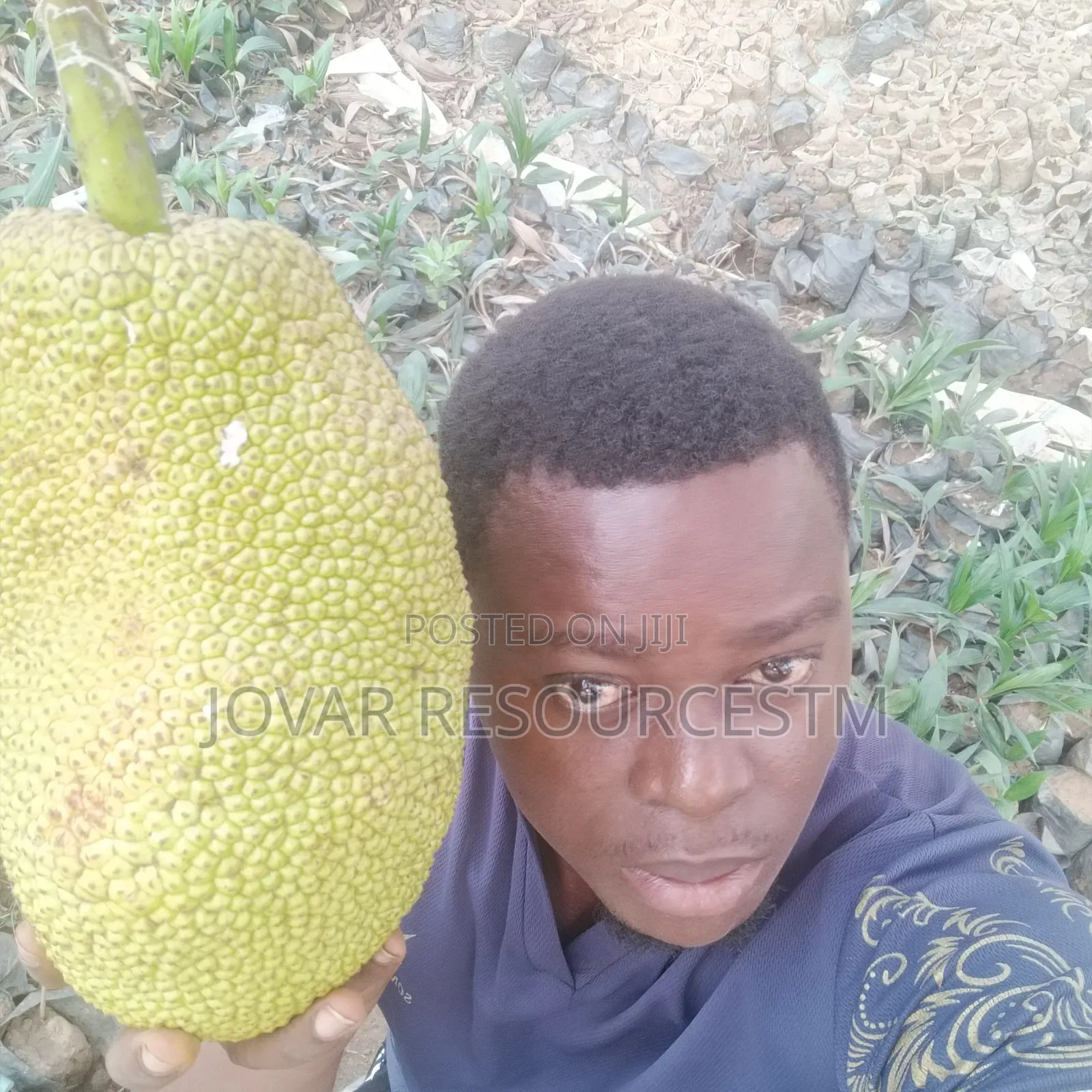 Best Breadfruit/ Bread Nut Yam Type, Jackfruit Ukwa Seedling