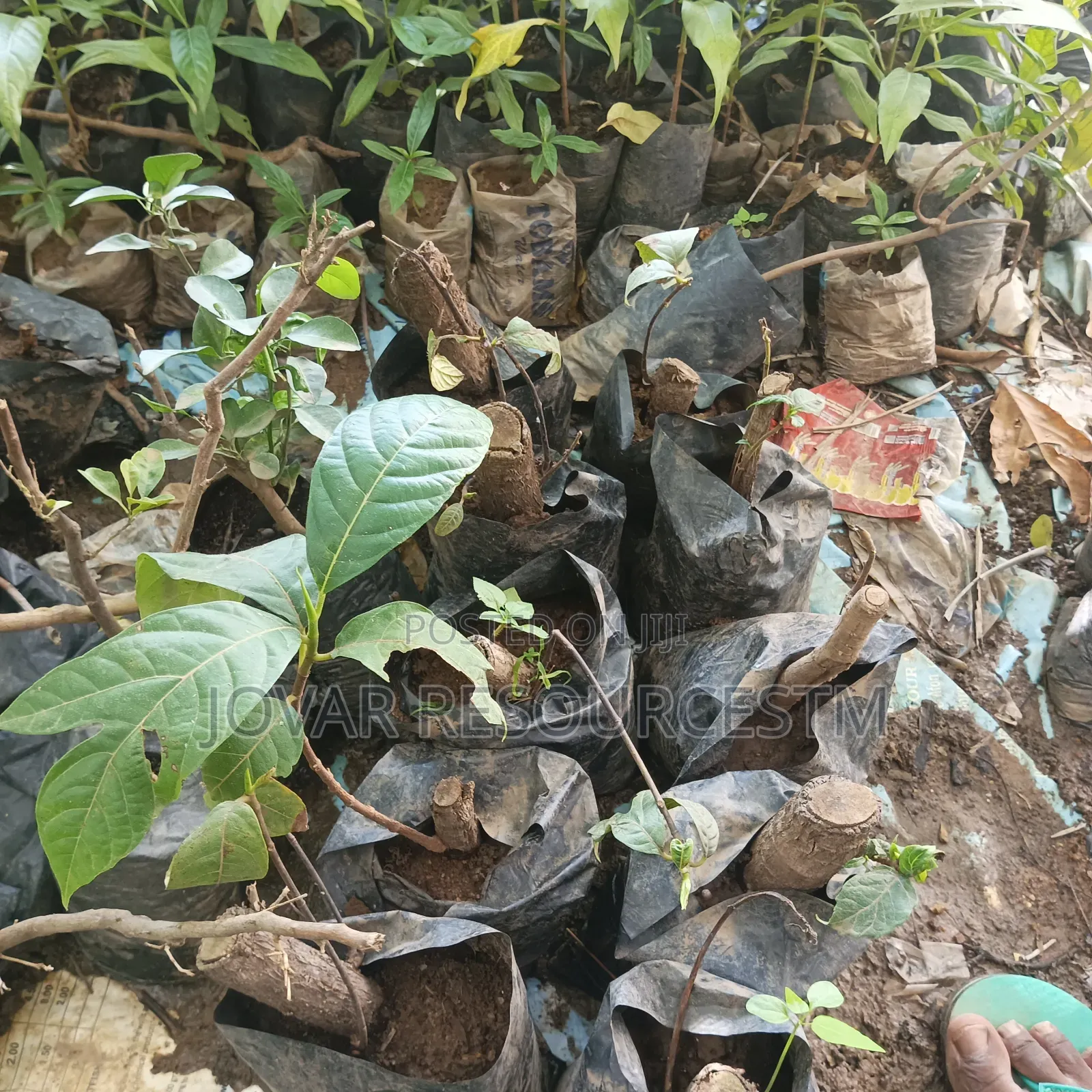 Best Breadfruit/ Bread Nut Yam Type, Jackfruit Ukwa Seedling