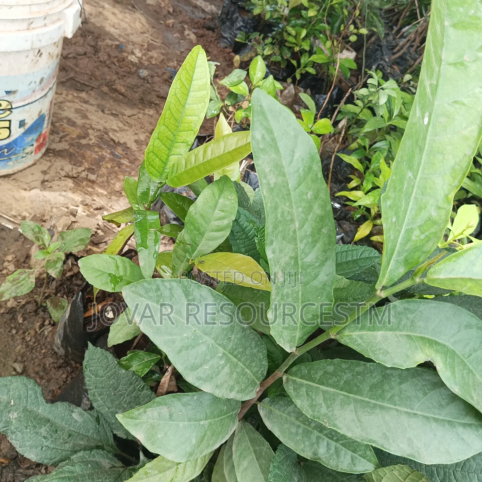 Best Breadfruit/ Bread Nut Yam Type, Jackfruit Ukwa Seedling