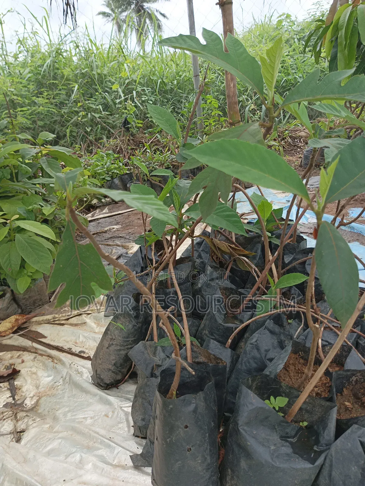 Best Breadfruit/ Bread Nut Yam Type, Jackfruit Ukwa Seedling