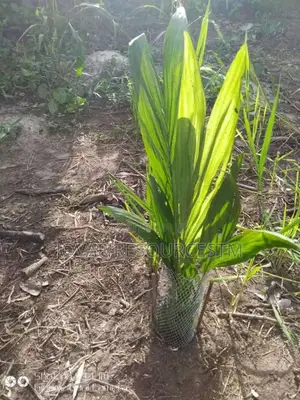 Best Oilpalm First Generation Tenera High Yield Malaysian Super Gene