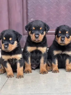 1-3 months Female Purebred Rottweiler