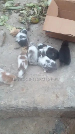 Rabbits of Different Breeds