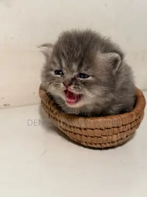 1-3 months Female Purebred Persian