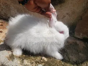 4months Old Exotic Giant Fluffy Angora Rabbits