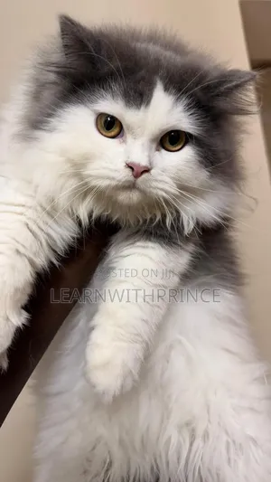 1-3 months Female Purebred Persian