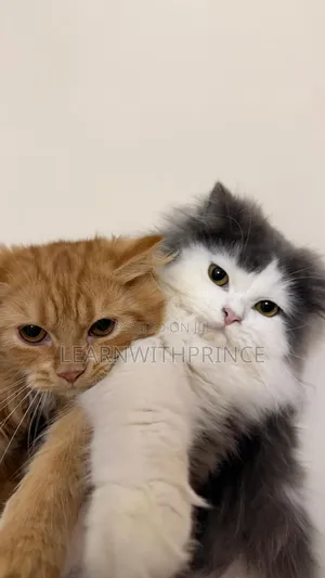 1-3 months Female Purebred Persian