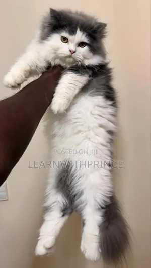 1-3 months Female Purebred Persian