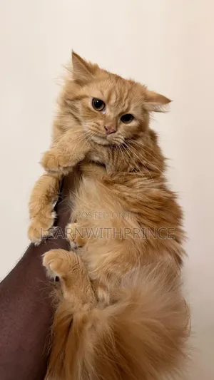 1-3 months Female Purebred Persian