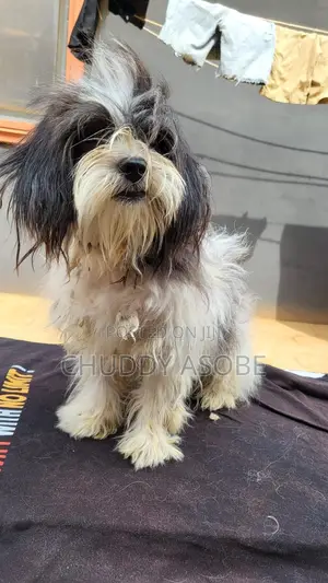 1+ year Male Purebred Lhasa Apso